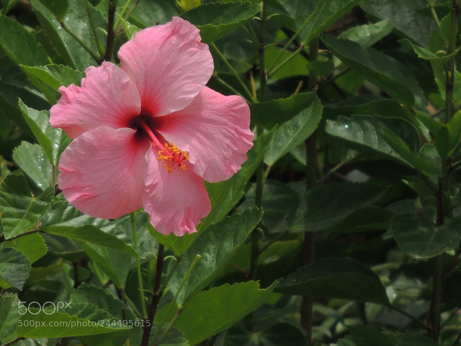 Nikon Coolpix P510 sample photo. Viva a natureza photography