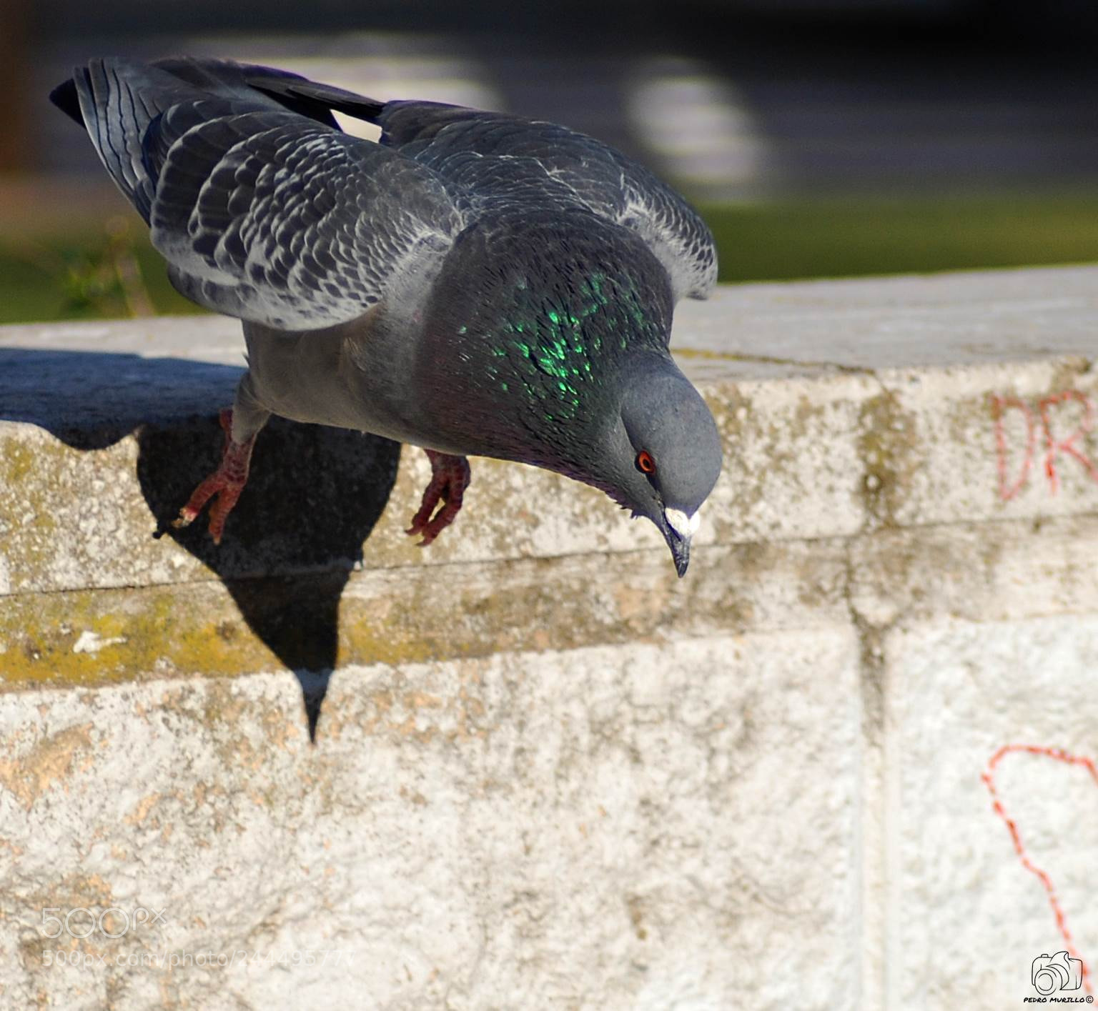 Nikon D60 sample photo. Untitled photography