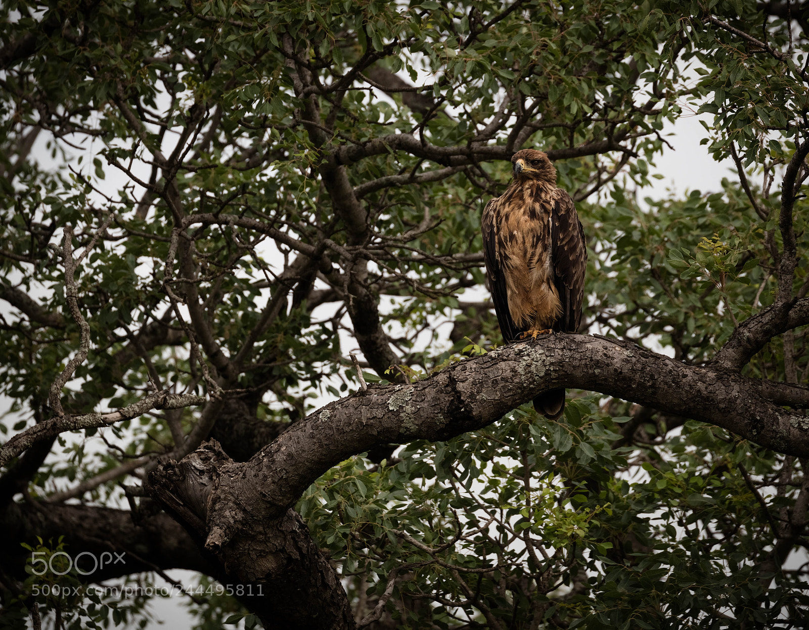 Canon EOS 5DS R sample photo. Tawny eagle photography