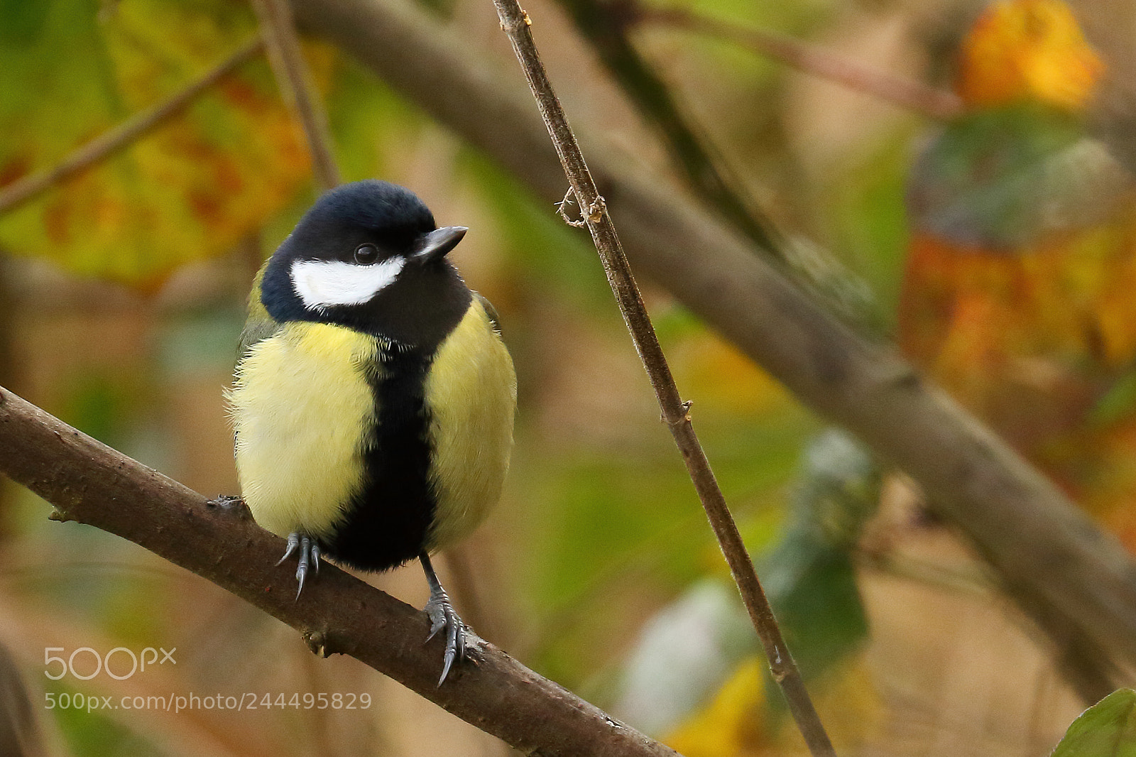 Canon EOS 7D Mark II sample photo. Great tit photography