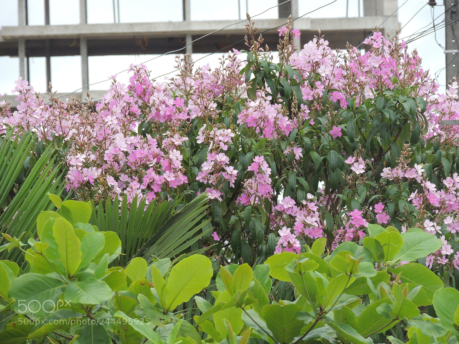 Nikon Coolpix P510 sample photo. Viva a natureza photography
