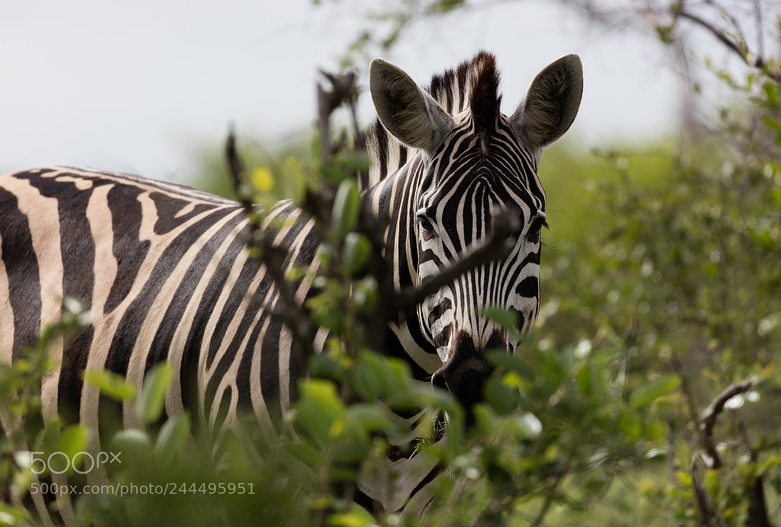 Canon EOS 5DS R sample photo. Zebra photography