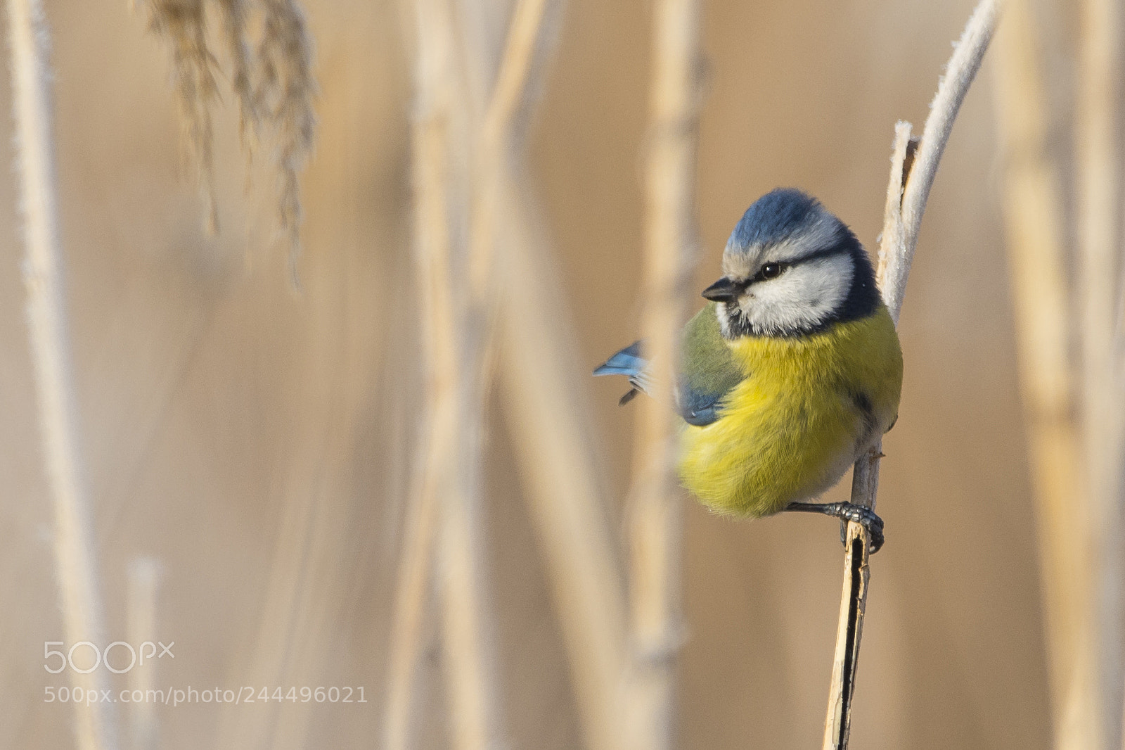 Nikon D7100 sample photo. Eurasian blue tit photography