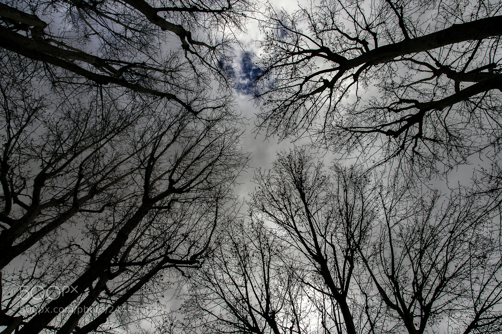 Pentax K-3 sample photo. Hacia el cielo photography