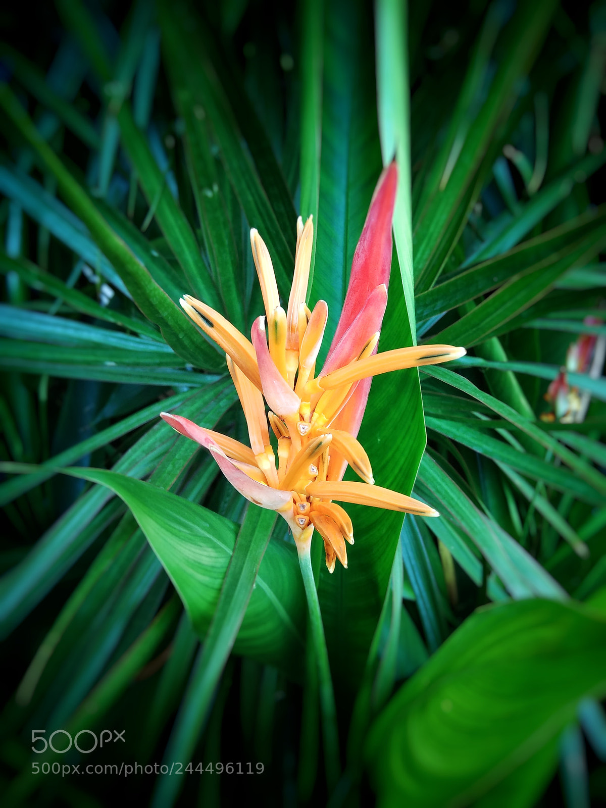 Xiaomi Redmi Note 4 sample photo. Flower photography