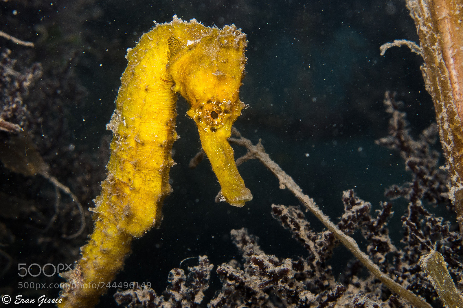 Canon PowerShot G16 sample photo. Slender seahorse photography