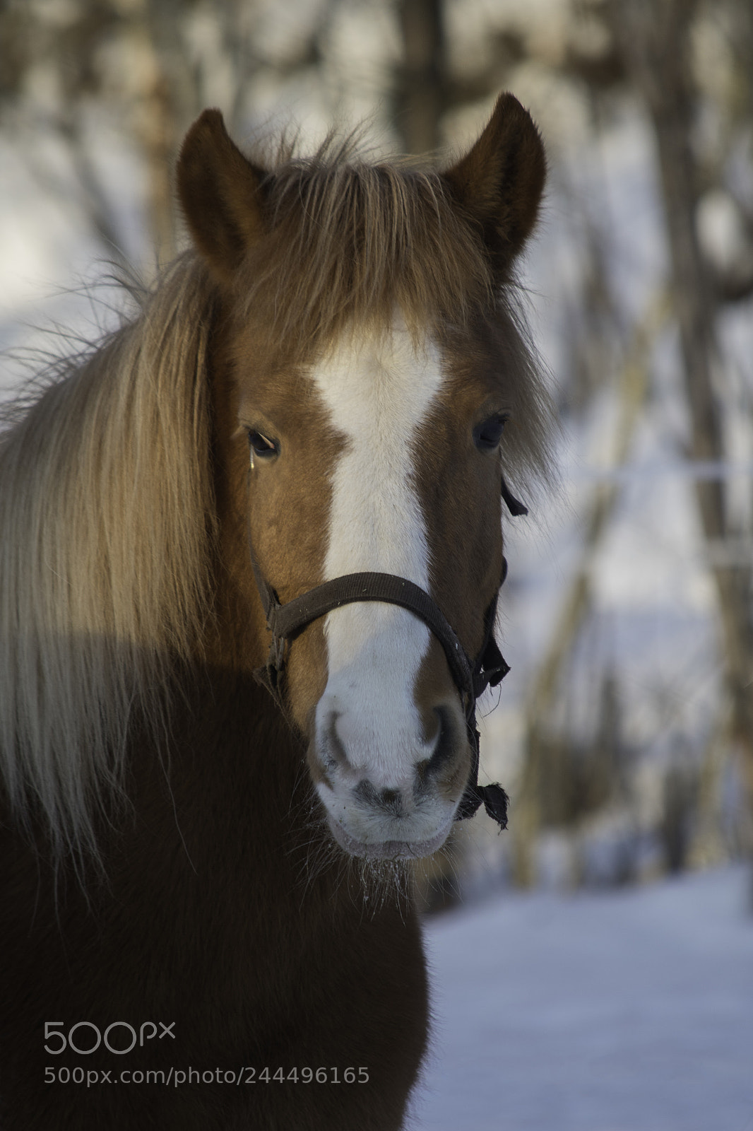 Nikon D7500 sample photo. Osvald photography