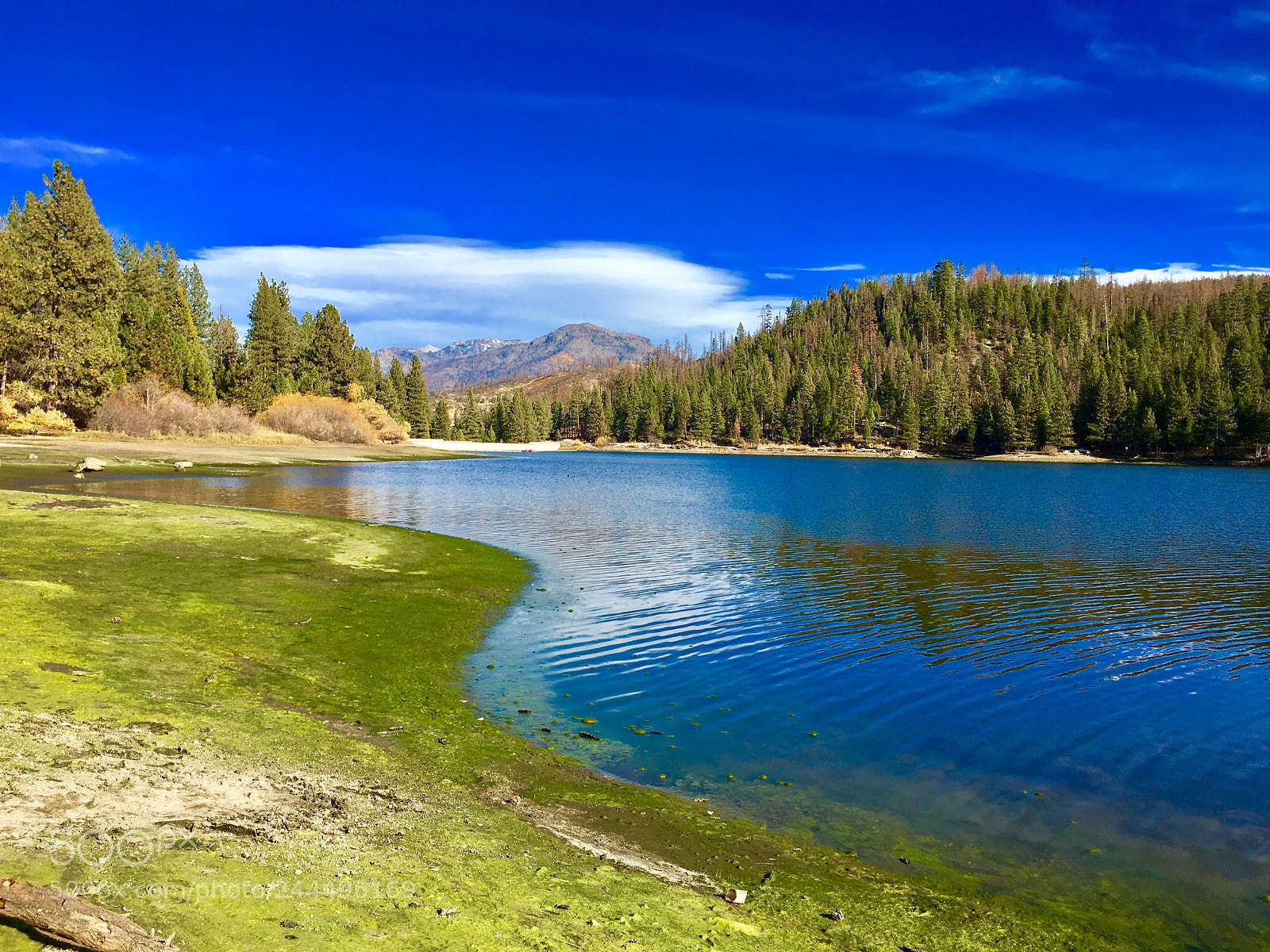 Apple iPhone 6s sample photo. Sequoia park photography