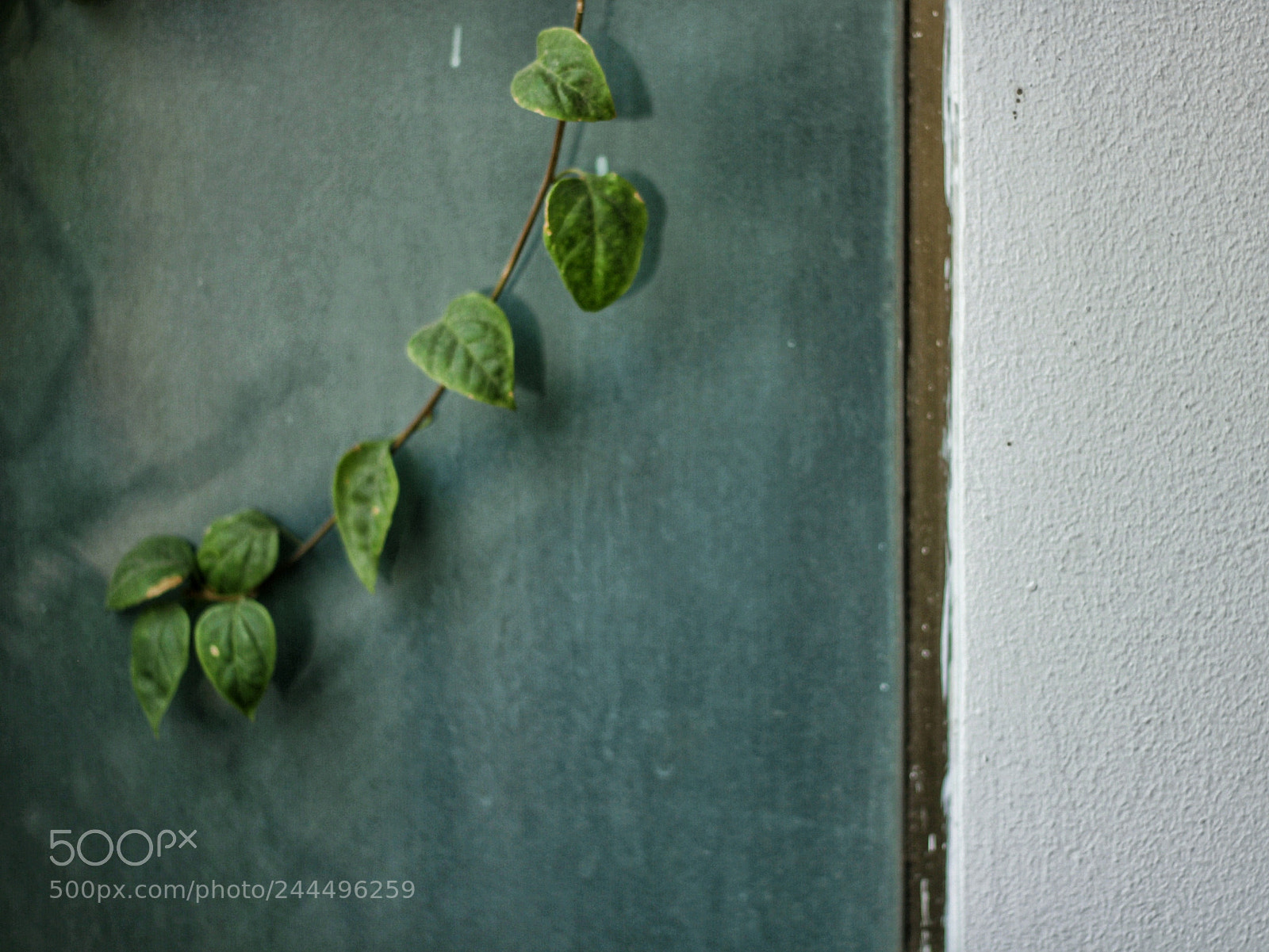 Canon EOS 550D (EOS Rebel T2i / EOS Kiss X4) sample photo. Life grows photography