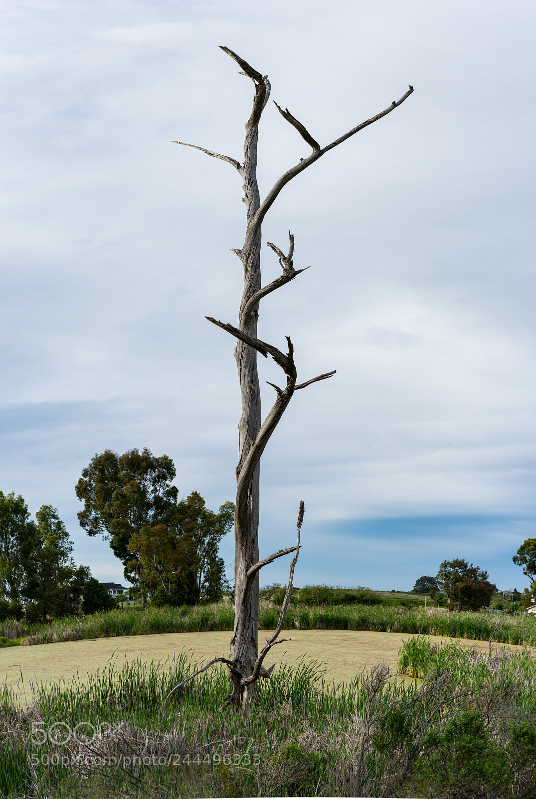 Sony a7R II sample photo. Old gnarled and dead photography
