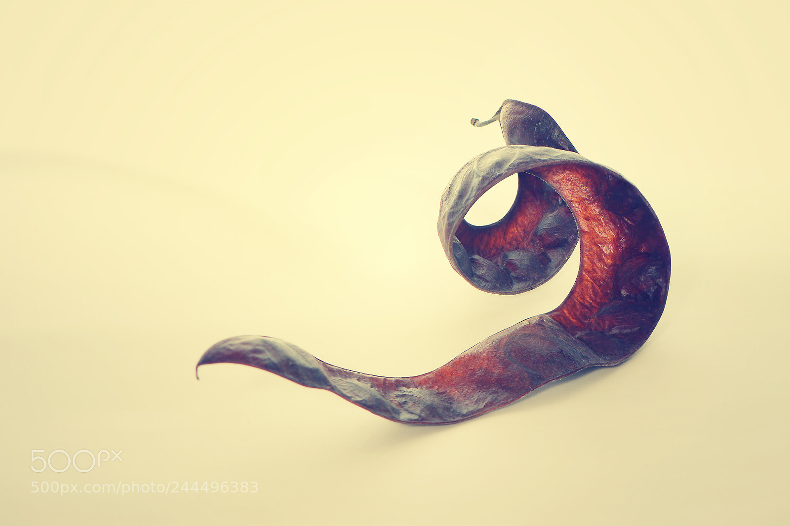Nikon D800 sample photo. Twisted dry acacia seeds photography