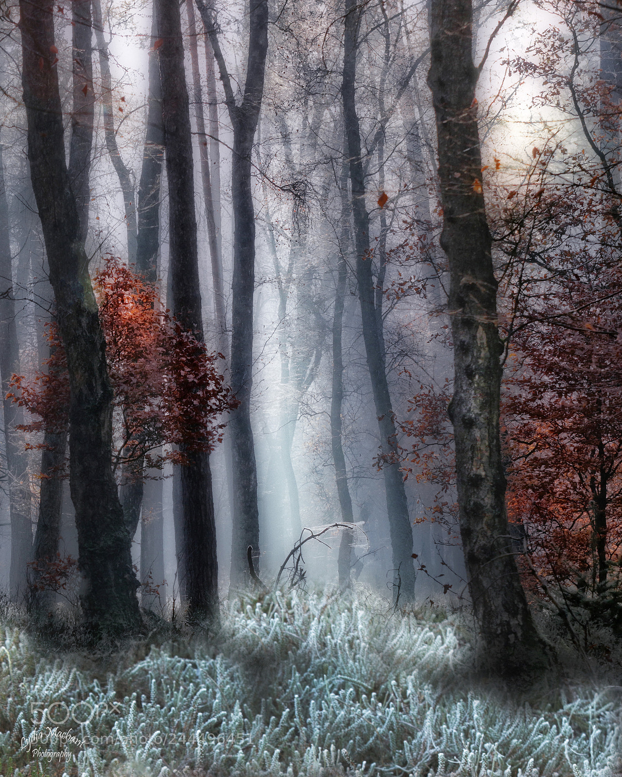 Canon EOS 7D Mark II sample photo. Winter morning on the photography