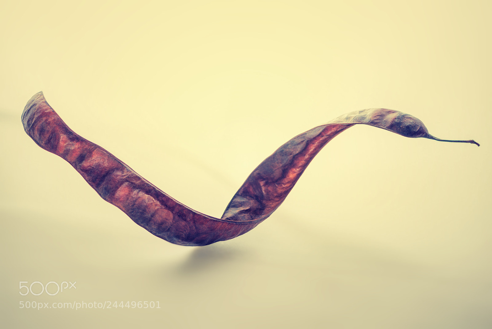 Nikon D800 sample photo. Twisted dry acacia seeds photography