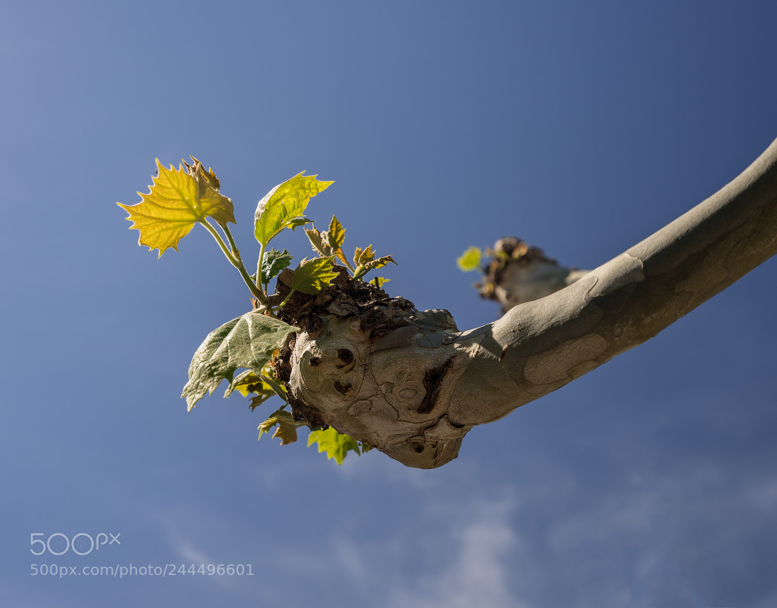 Sony a7R II sample photo. New leaves growing from photography