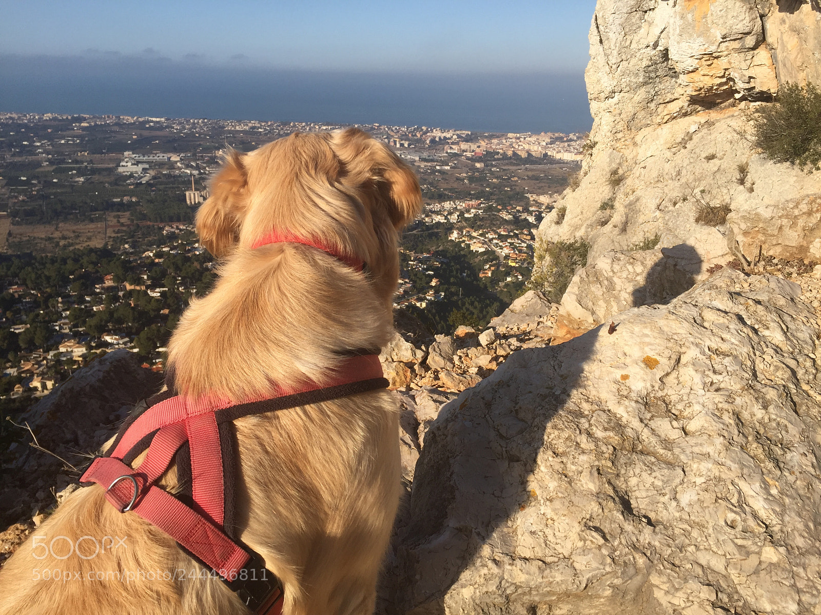 Apple iPhone 6 sample photo. My golden retriever poppy photography