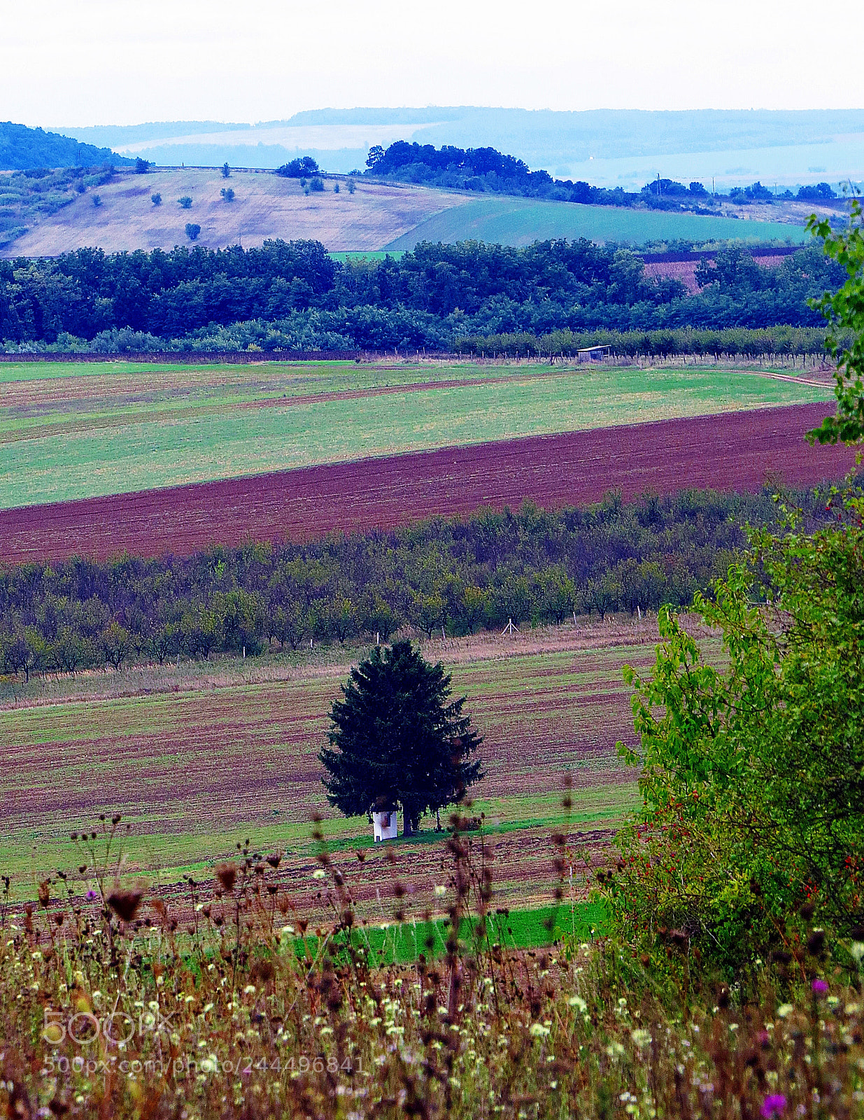 Canon PowerShot SX50 HS sample photo. Guardian tree of the photography
