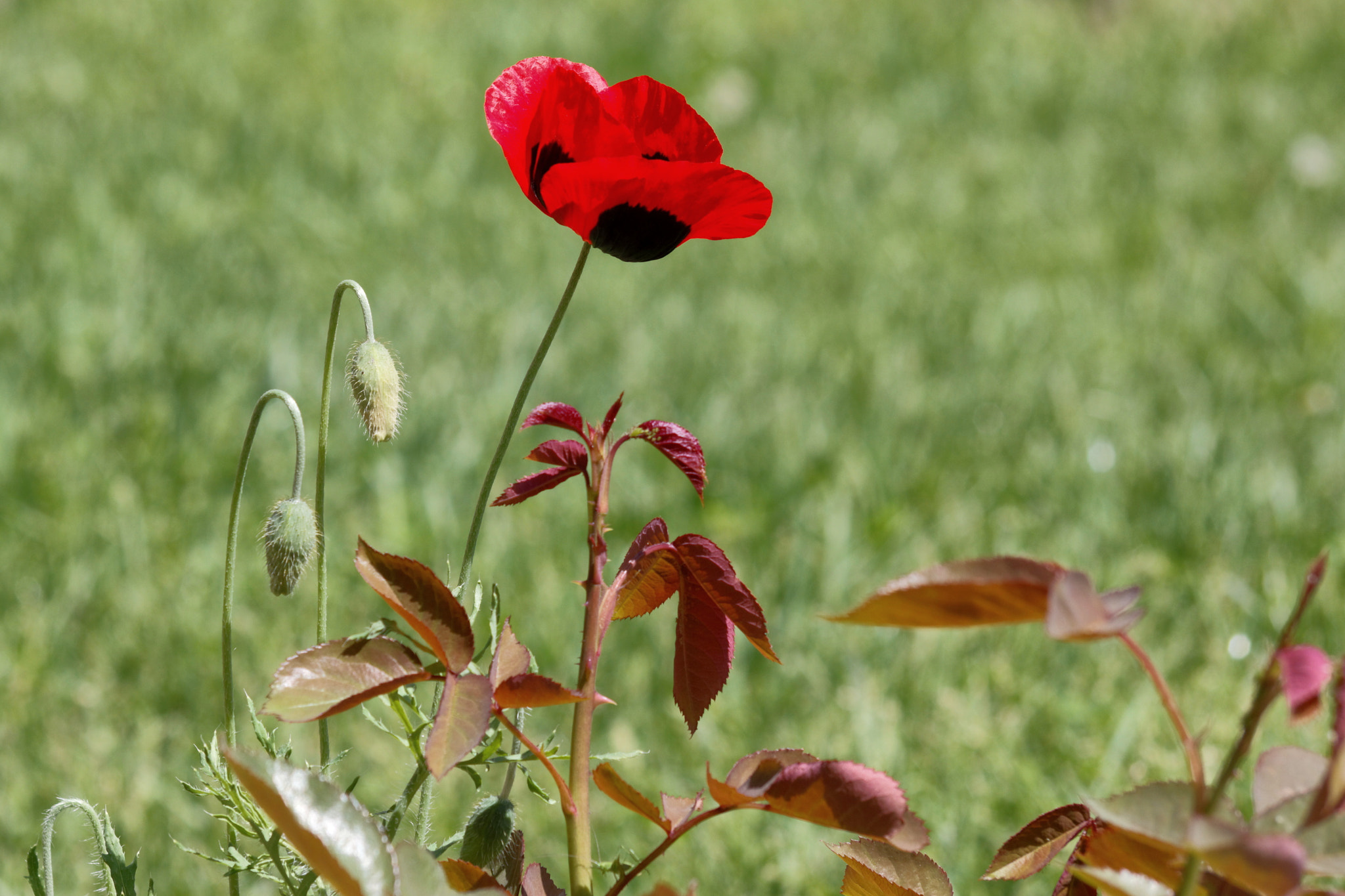 Sigma 50-200mm F4-5.6 DC OS HSM sample photo. Papaver photography