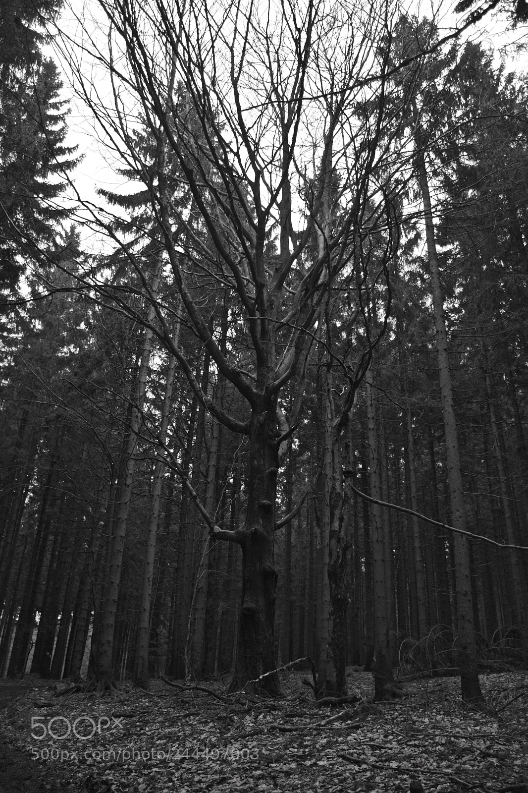 Nikon D7200 sample photo. Eidenberger alm photography