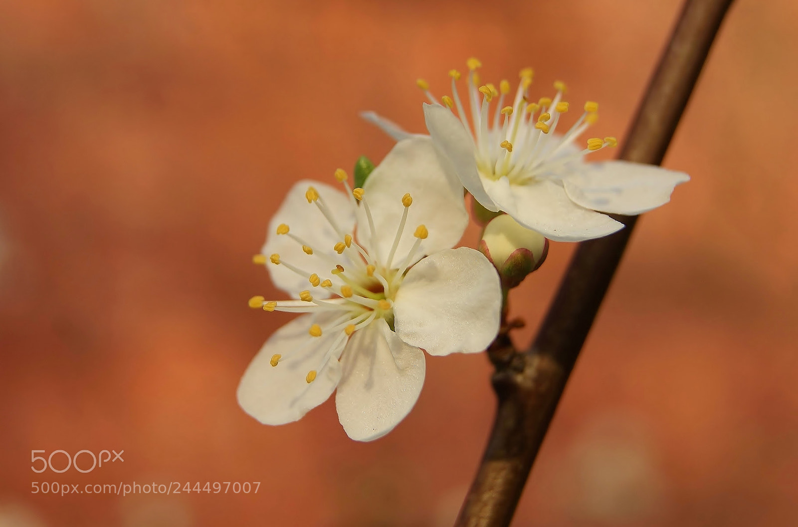 Sony Alpha DSLR-A380 sample photo. White plum sunset blossom photography