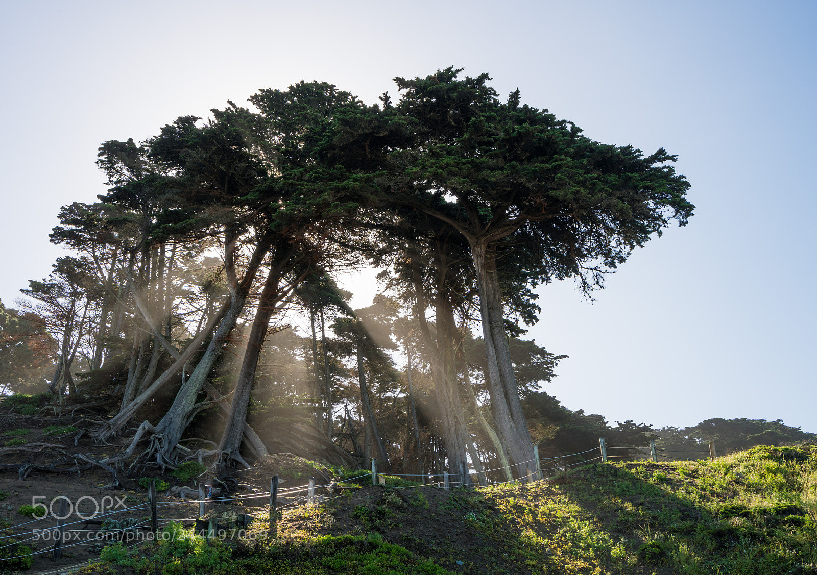 Sony a7R II sample photo. Sunbeams from large pine photography