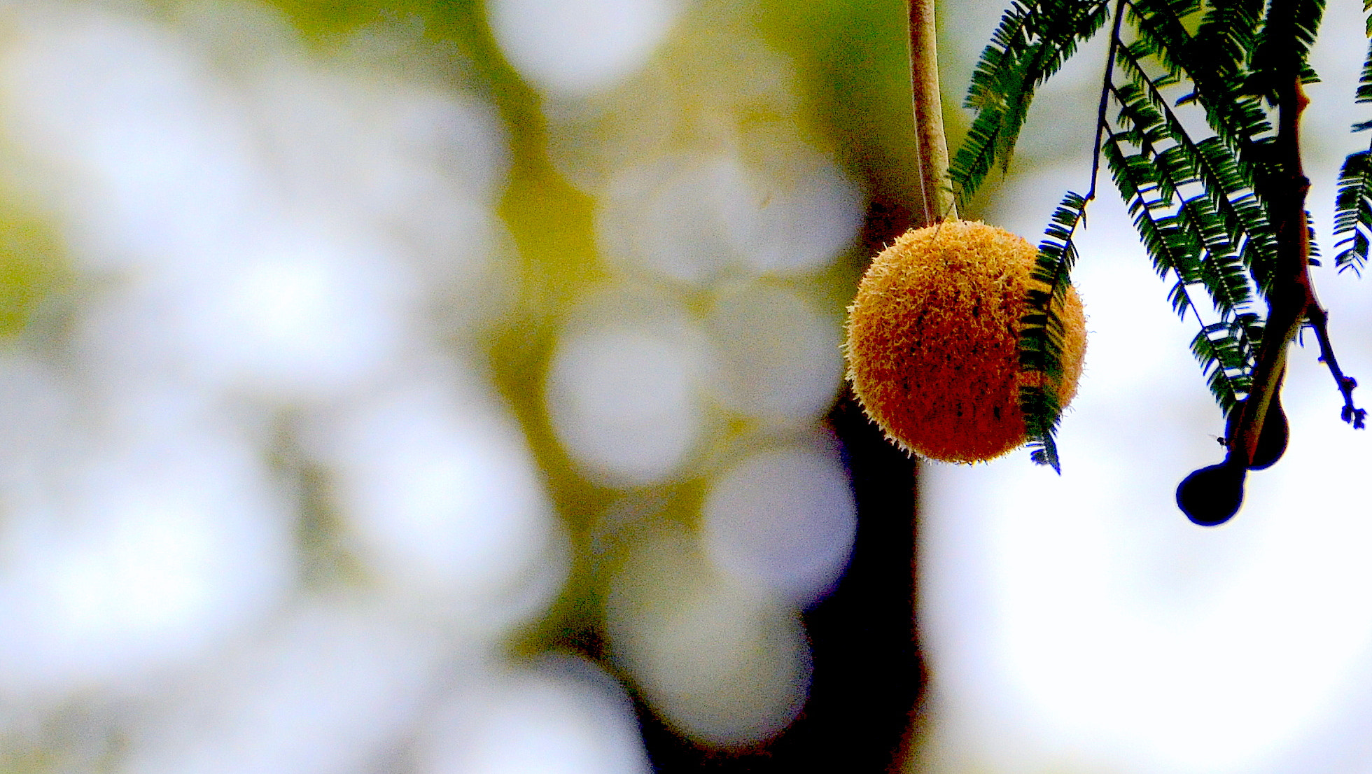 Nikon D5100 sample photo. The bulb photography