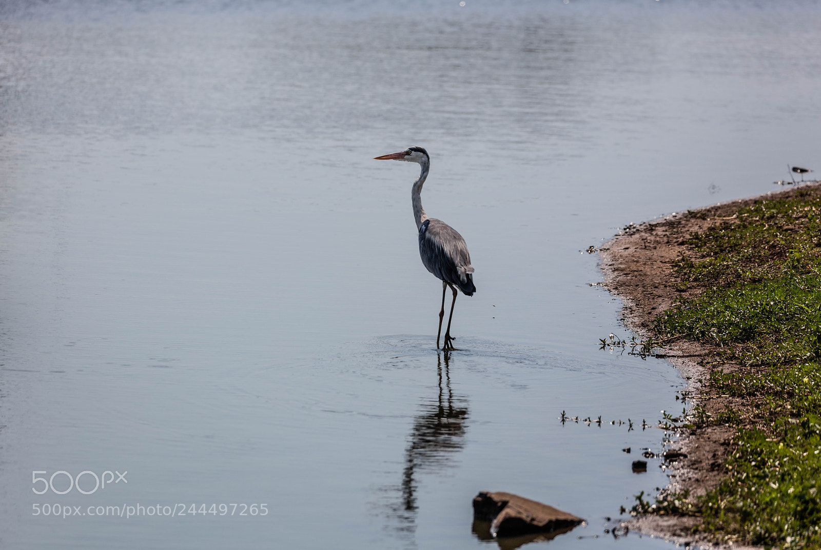 Canon EOS 5DS R sample photo. South african grey heron photography