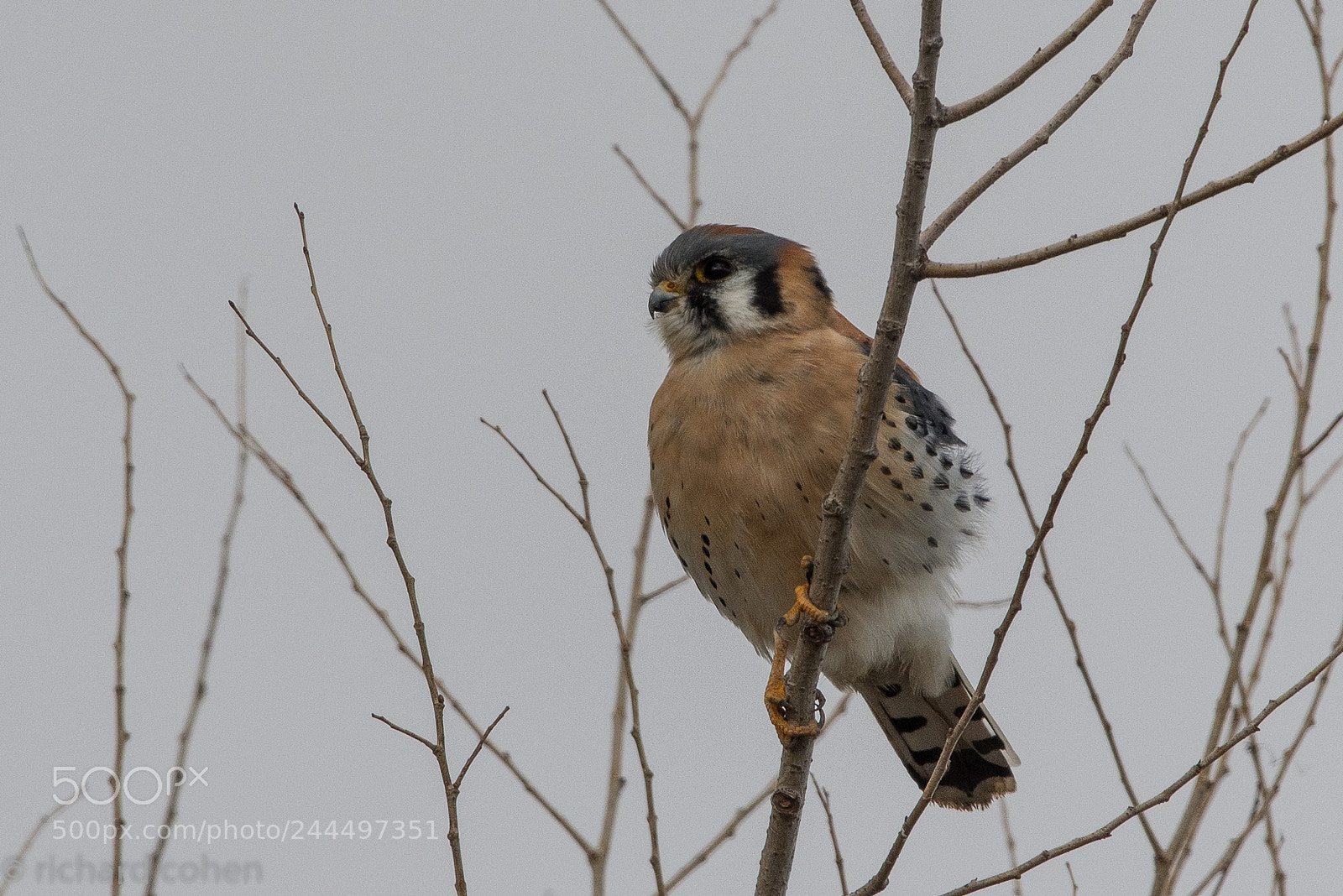 Nikon D500 sample photo. American kestrel photography