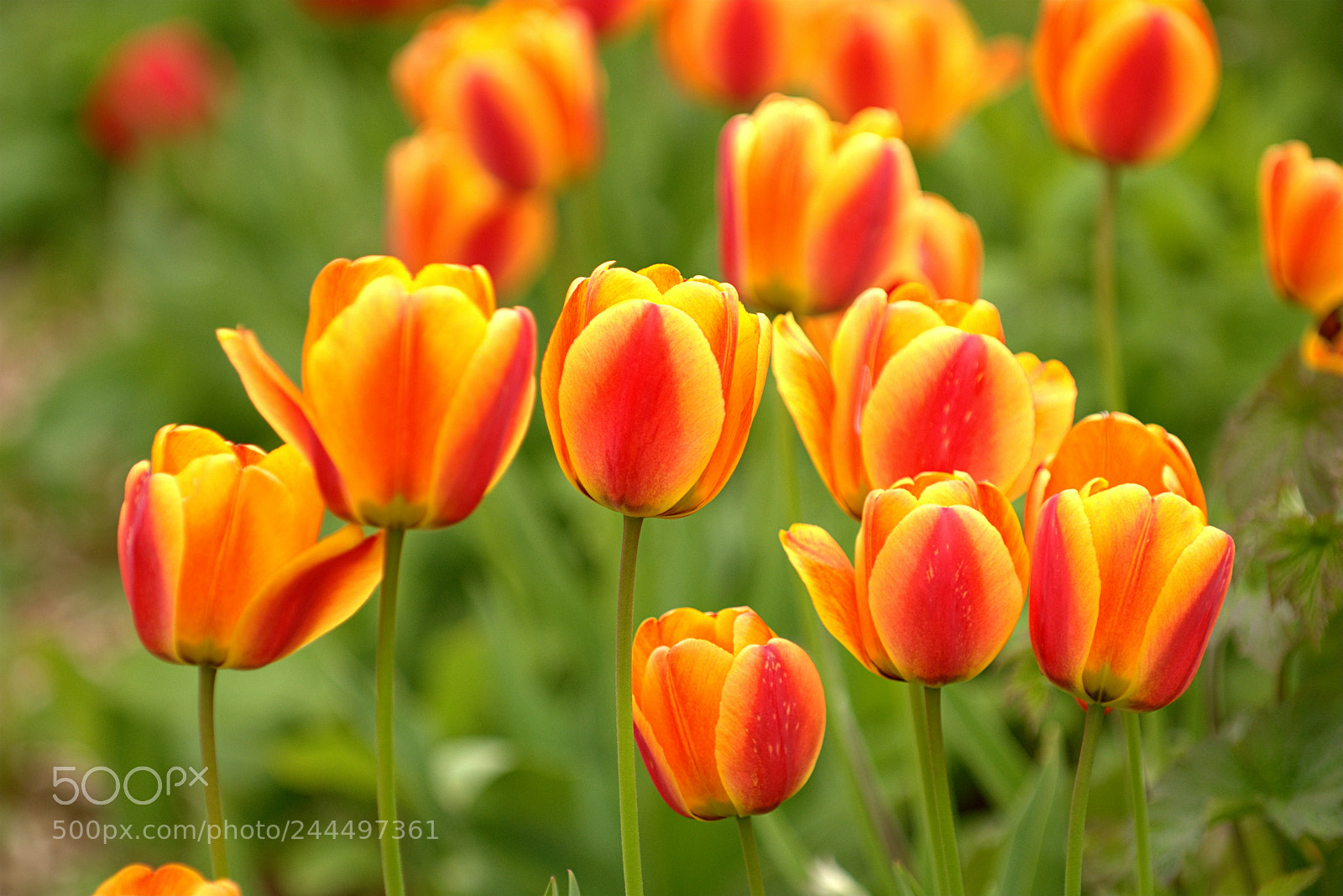 Nikon D7200 sample photo. Tulpen photography