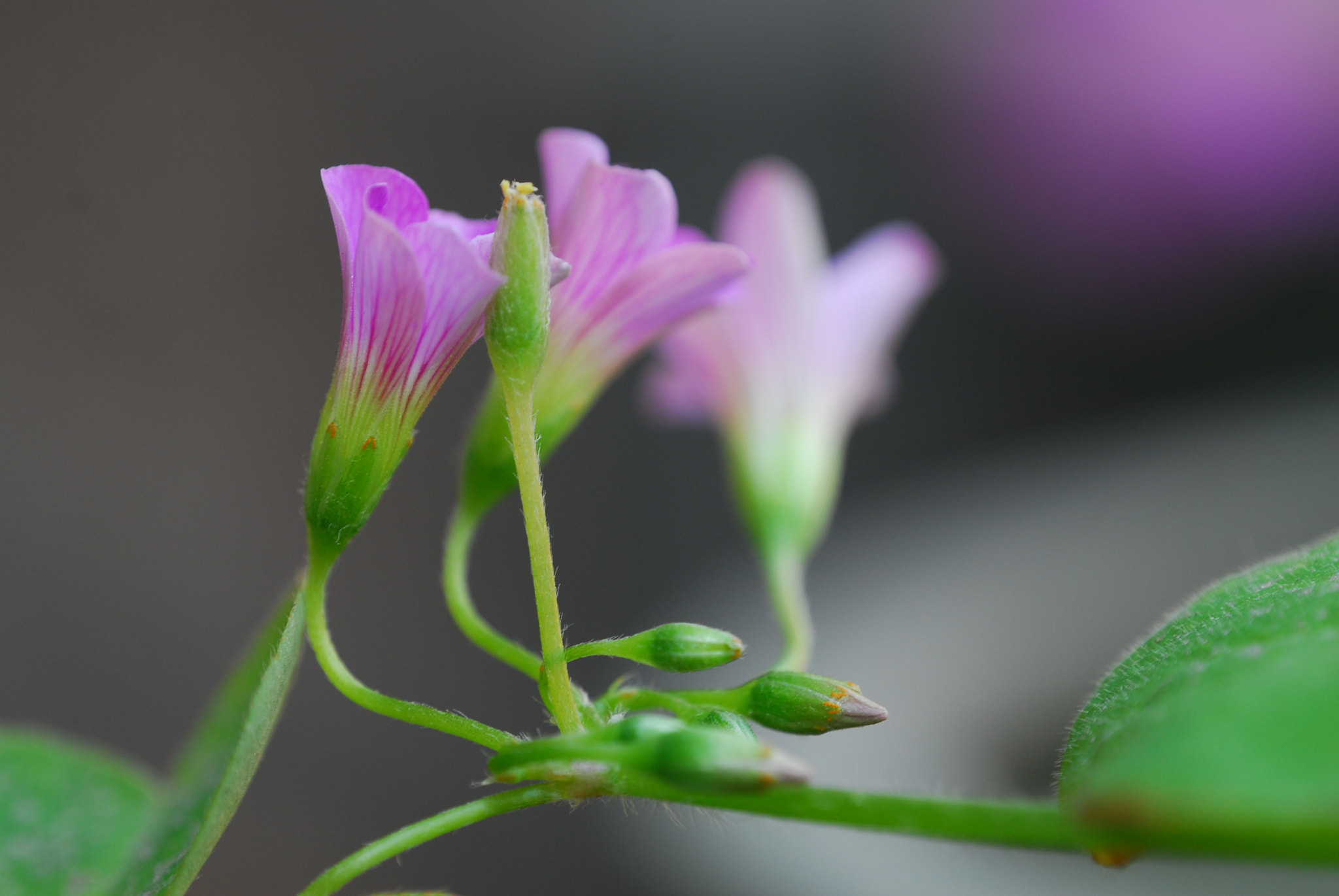 Nikon D200 + Manual Lens No CPU sample photo