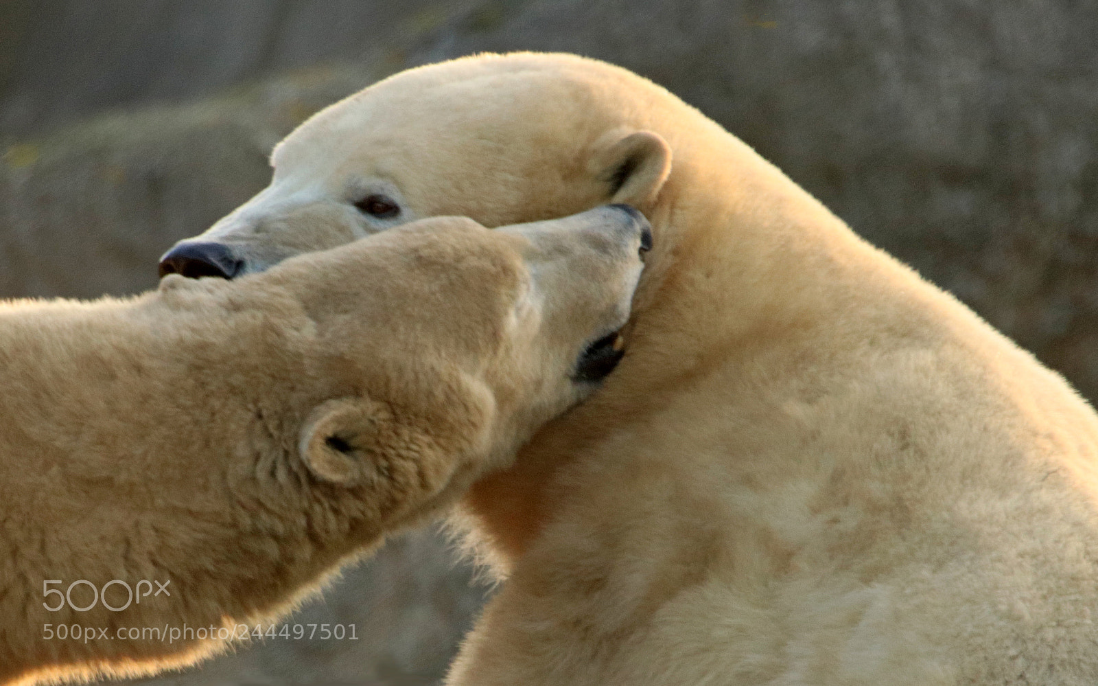 Canon EOS 800D (EOS Rebel T7i / EOS Kiss X9i) sample photo. Polar bear affection photography