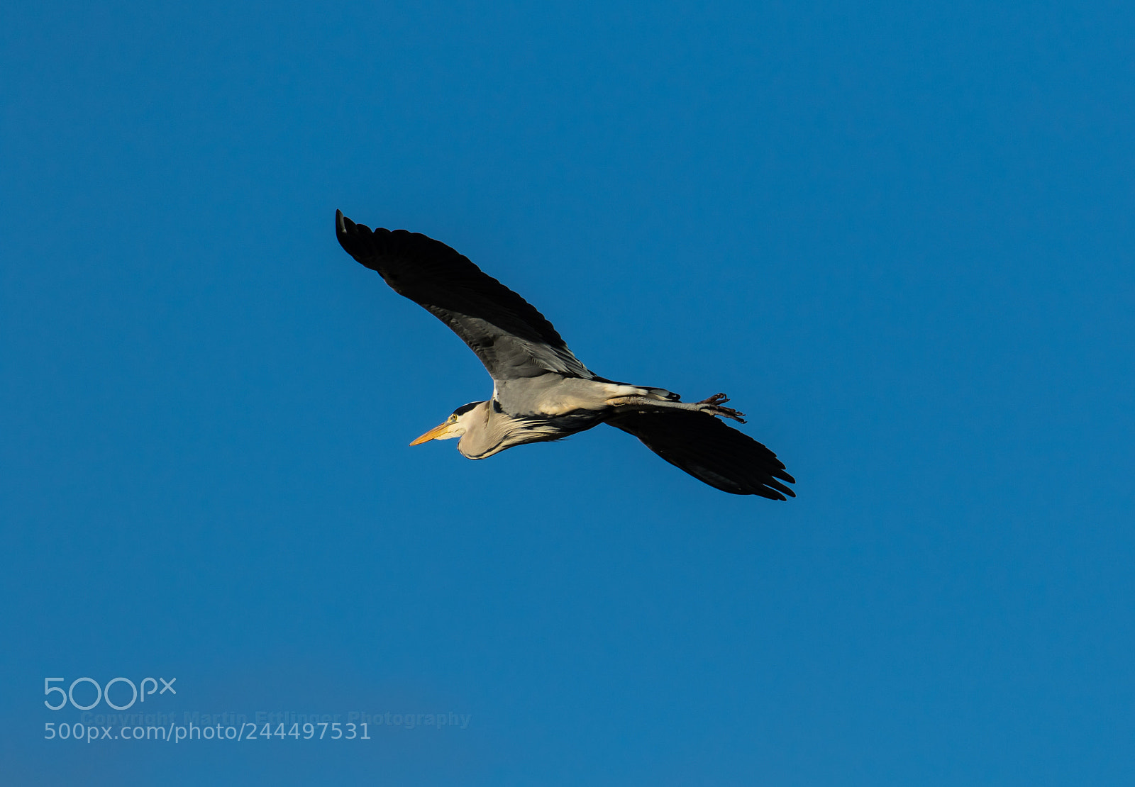 Canon EOS 7D Mark II sample photo. Grey heron ardea cinerea photography