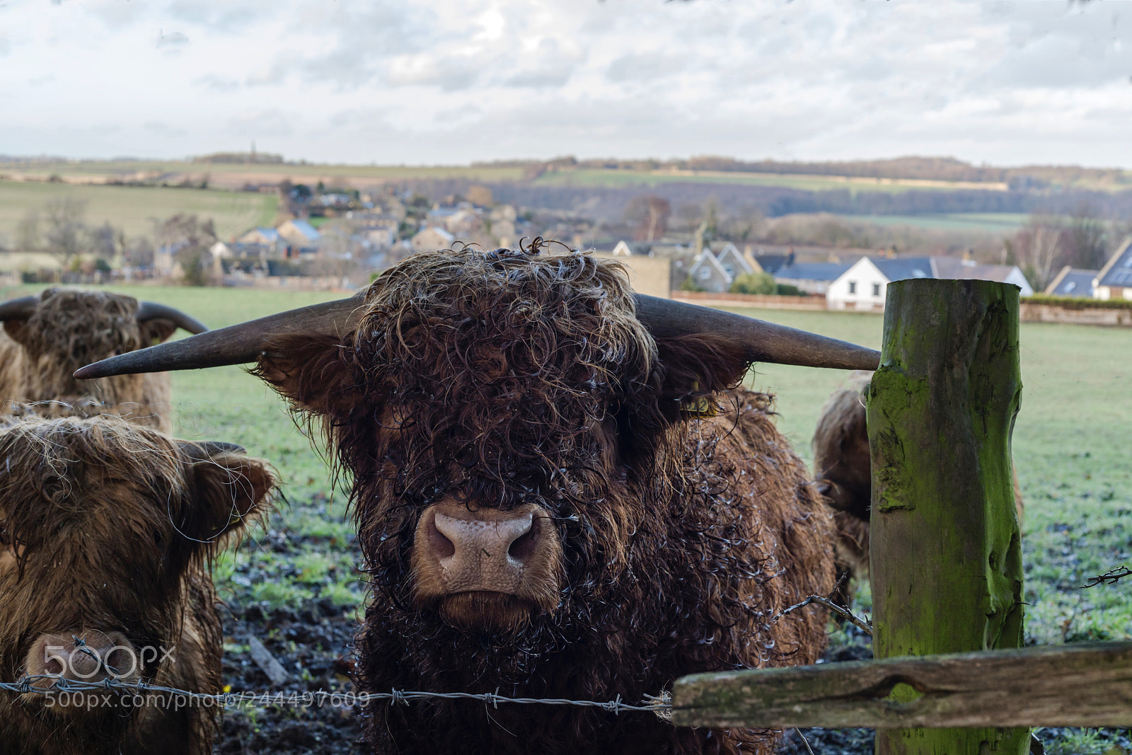 Sony a7R III sample photo. Bad hair day? photography