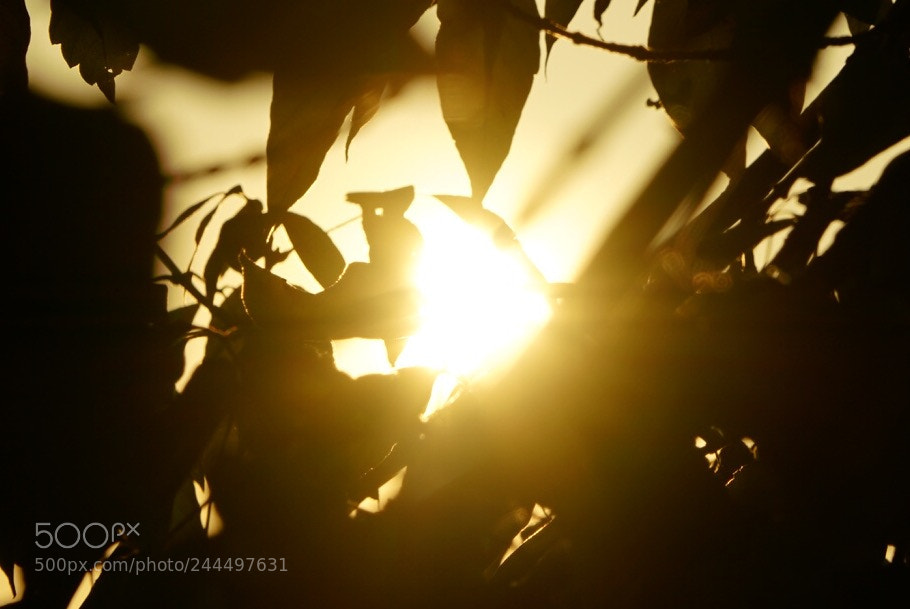 Sony a7R II sample photo. Untitled photography