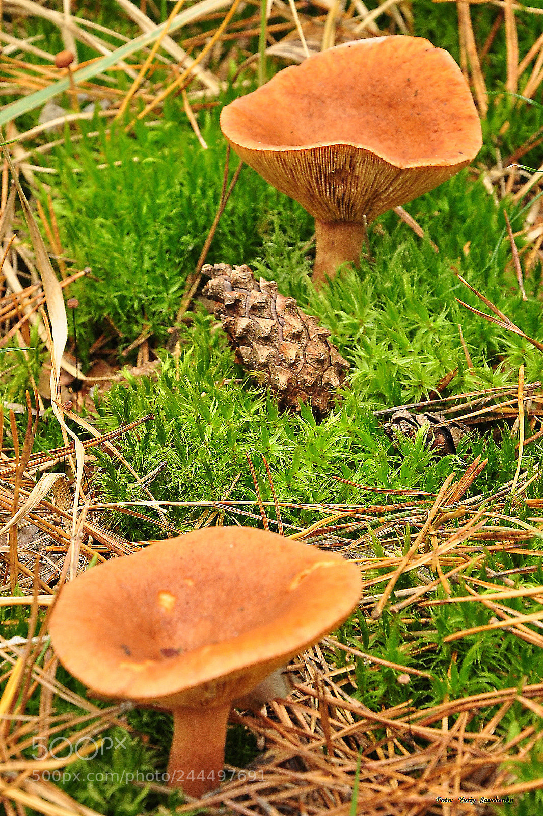 Nikon D90 sample photo. Дары природы photography
