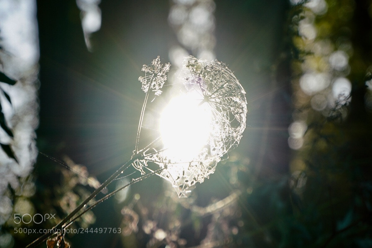 Sony a7R II sample photo. Untitled photography