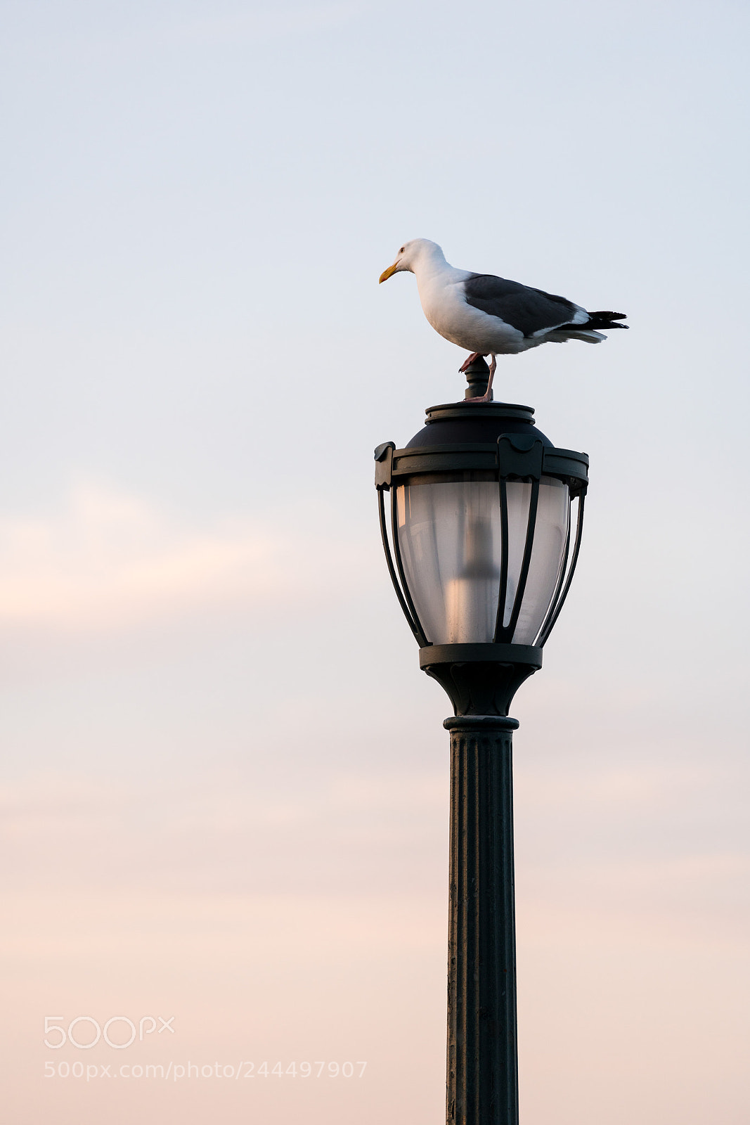 Sony a7R II sample photo. Seagull standing on a photography