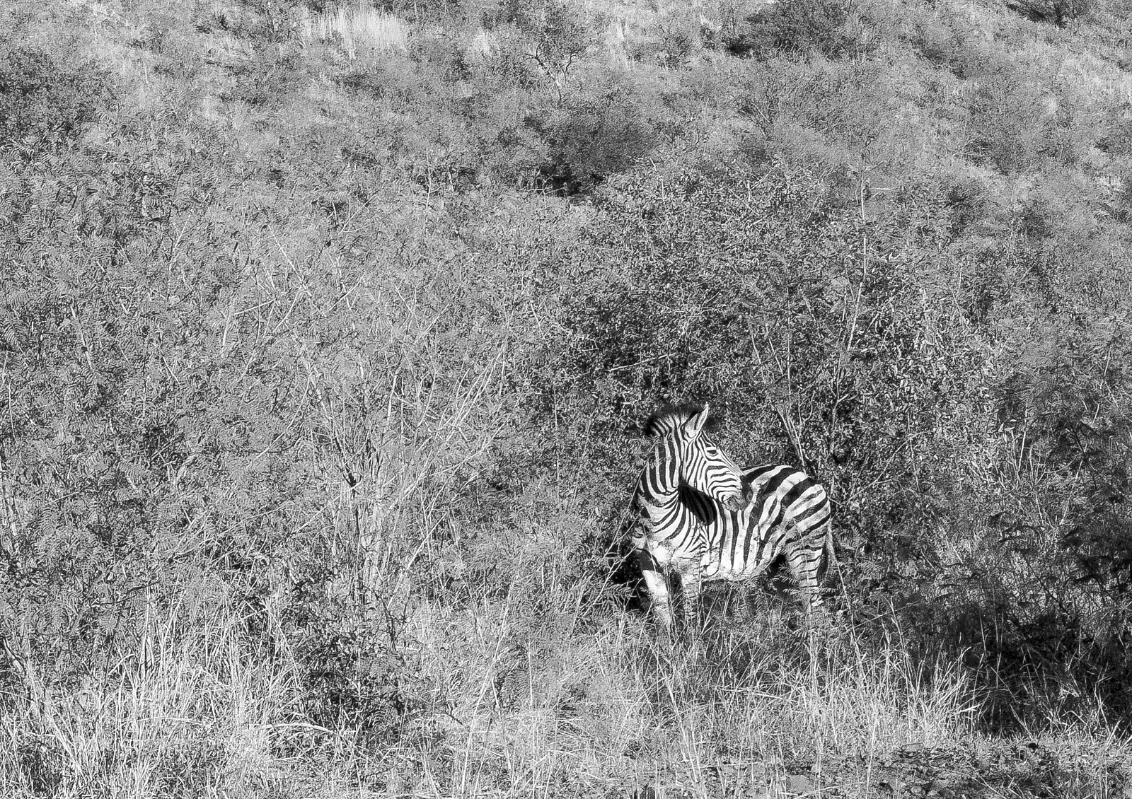 Fujifilm X10 sample photo. Zebra in the bush photography