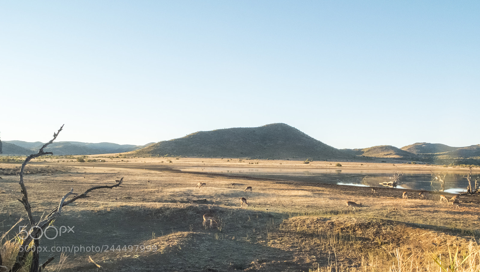 Fujifilm X10 sample photo. In the african savanna photography