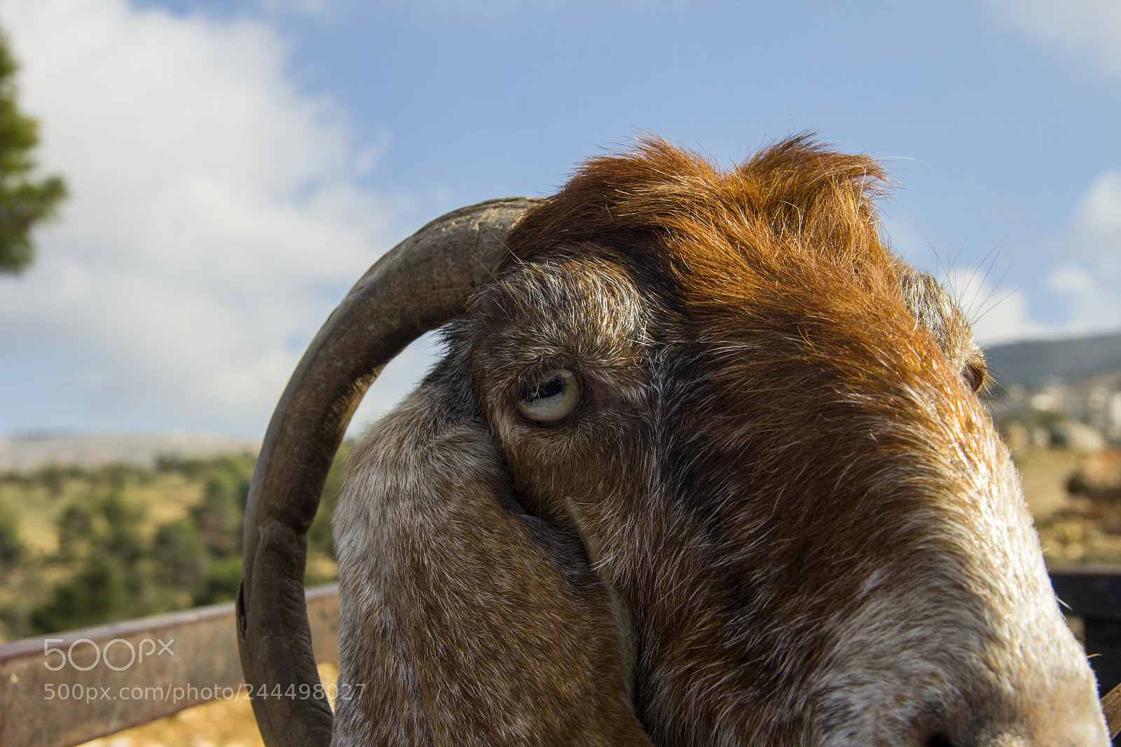 Canon EOS 60D sample photo. Goat photography
