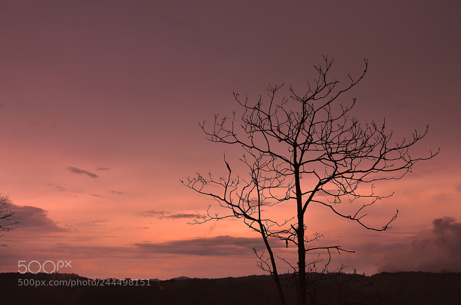 Canon EOS 1200D (EOS Rebel T5 / EOS Kiss X70 / EOS Hi) sample photo. Lonely tree photography