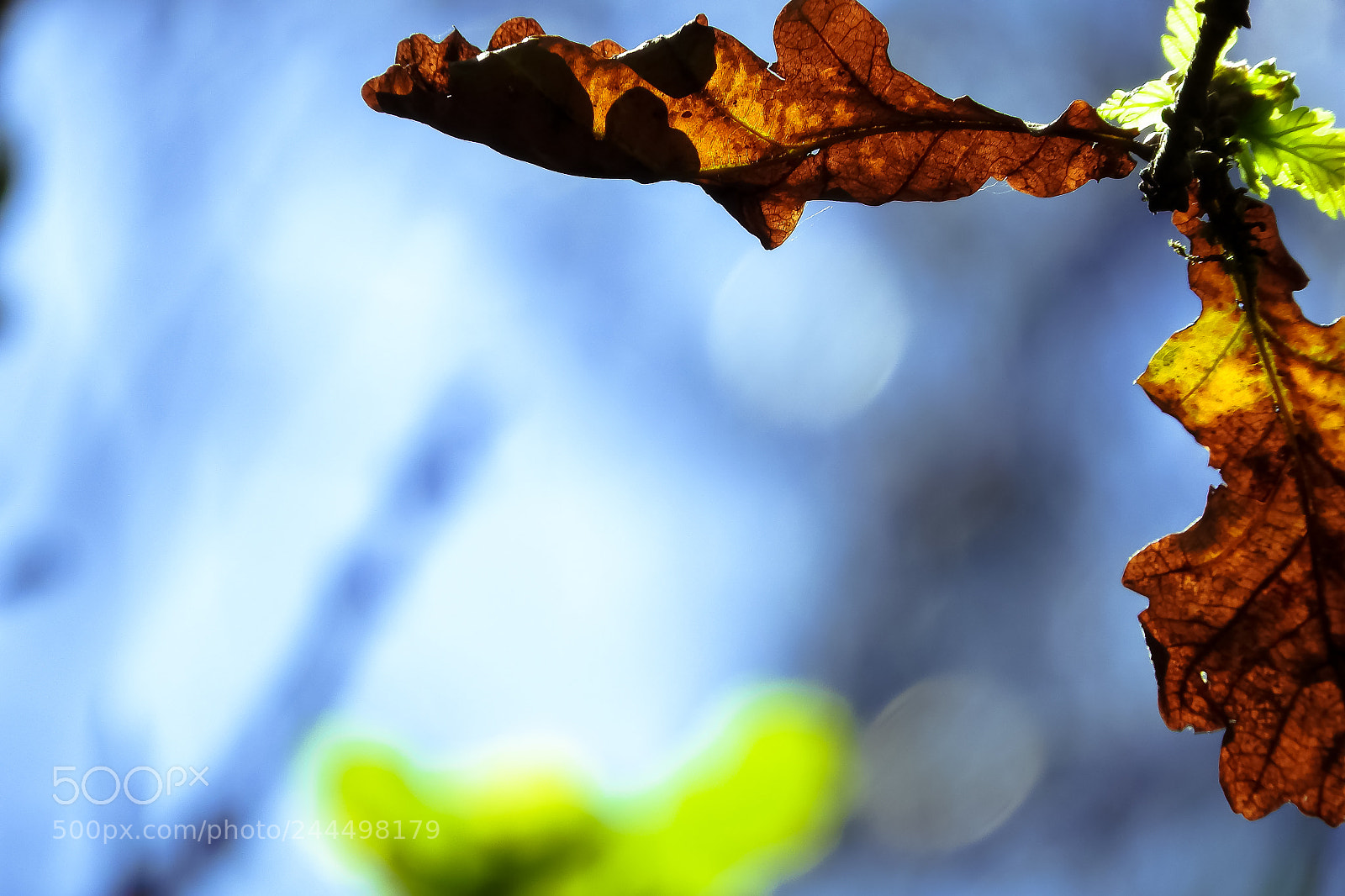 Nikon Coolpix P610 sample photo. Leaf photography