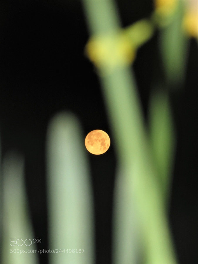 Canon PowerShot SX510 HS sample photo. The moon came to photography