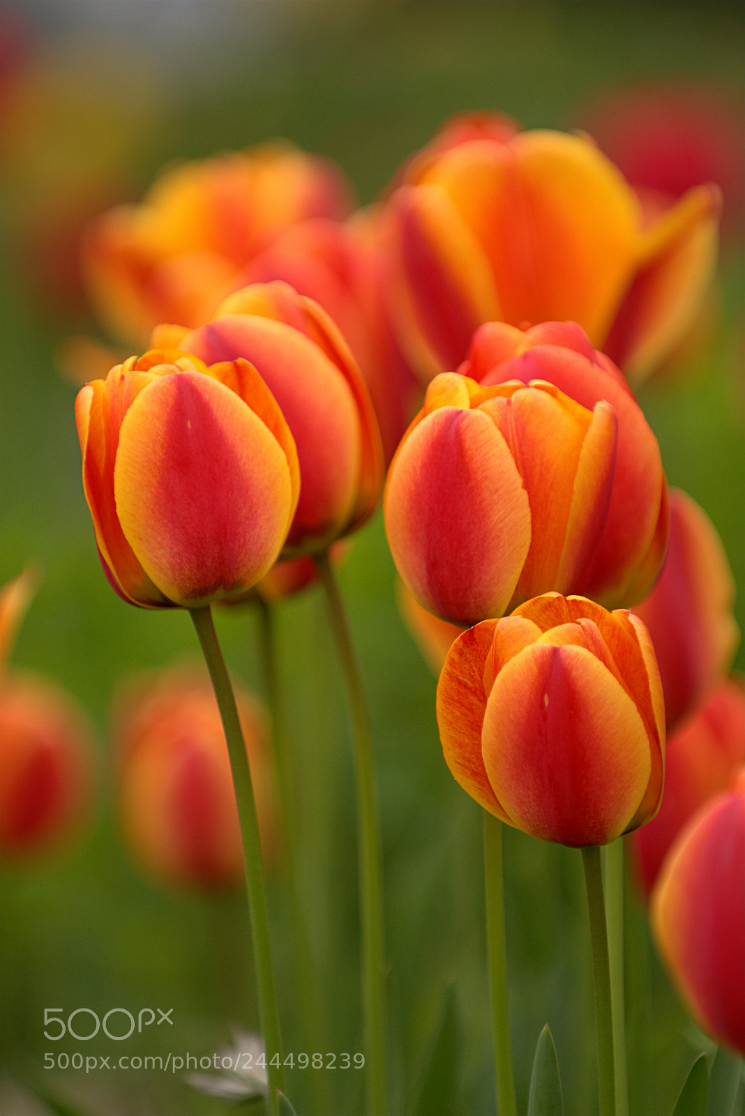 Nikon D7200 sample photo. Tulpen 1 photography