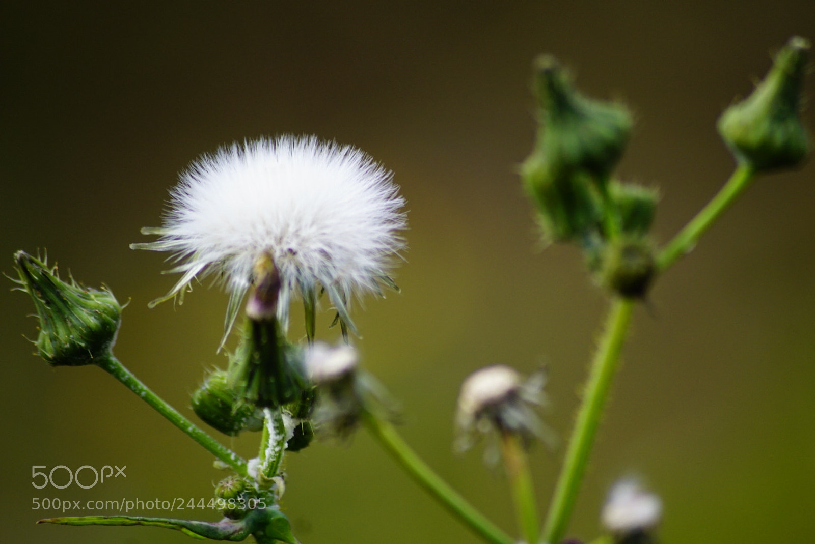 Sony ILCA-77M2 sample photo. Pompones!! photography