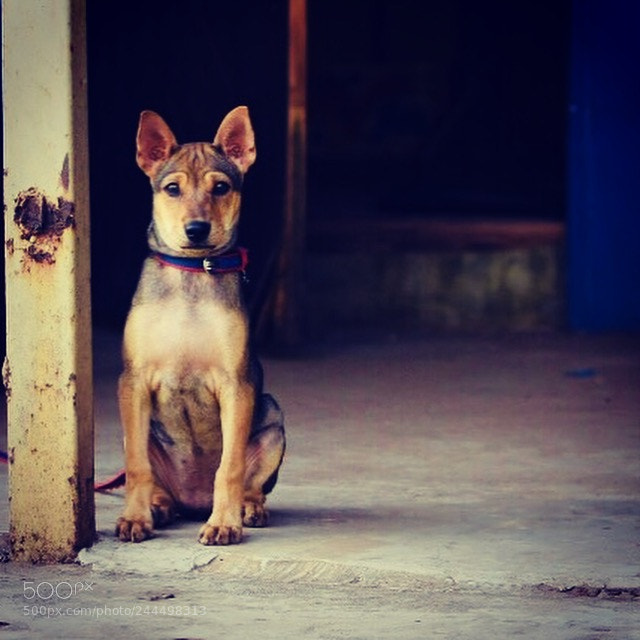 Nikon D7200 sample photo. Puppy in a store photography