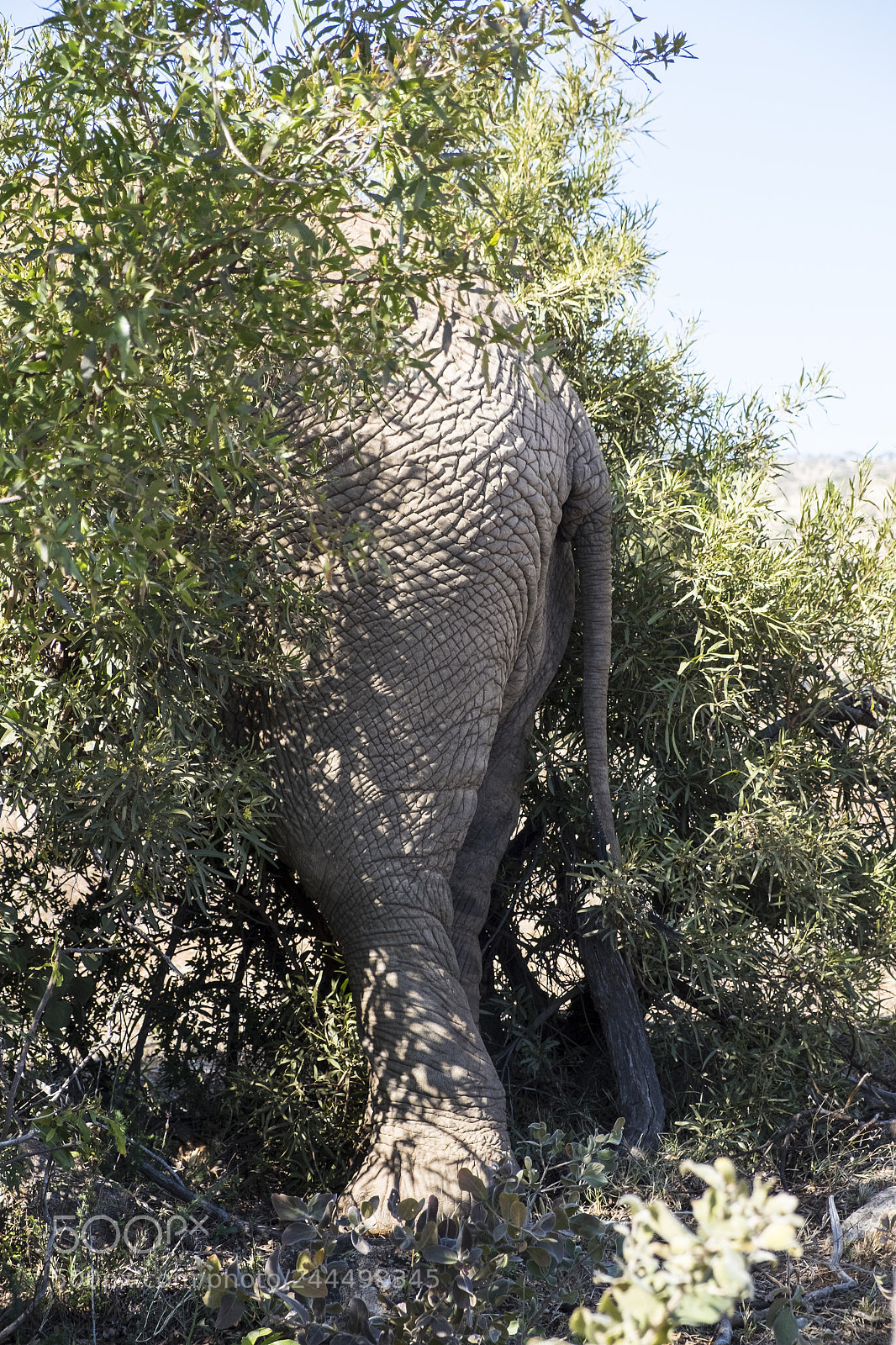 Fujifilm X-T1 sample photo. Elephants back in the photography