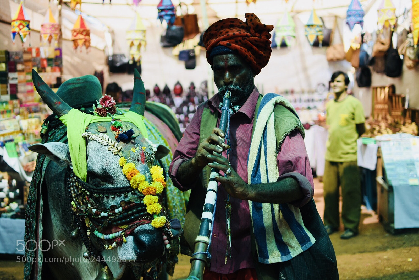 Nikon D7200 sample photo. Cow and indian musical photography
