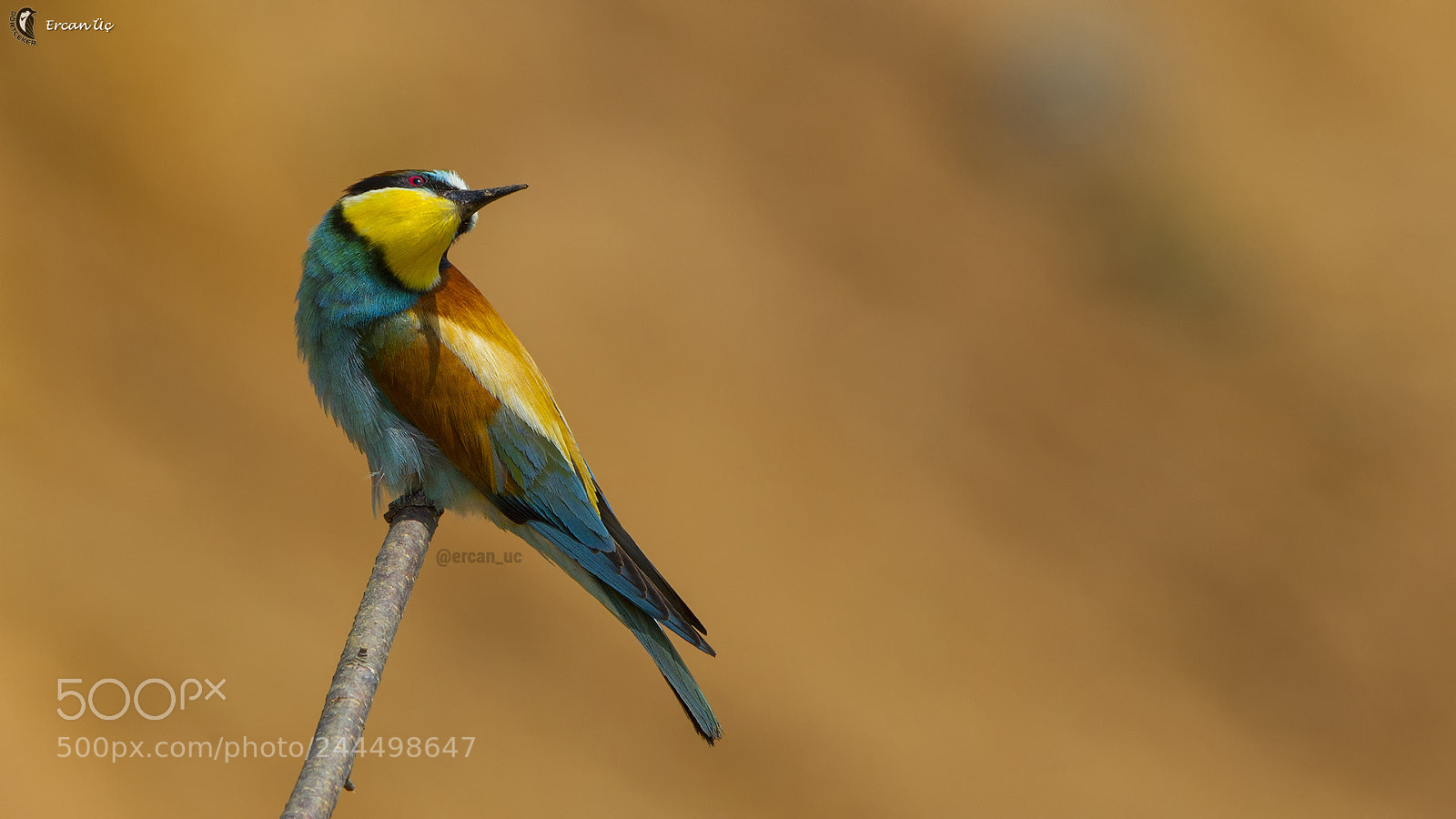 Canon EOS-1D Mark IV sample photo. Colors of nature / bee-eater photography