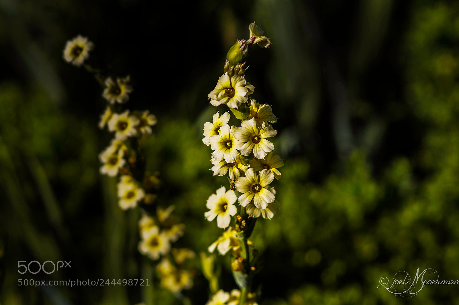 Sony SLT-A57 sample photo. Floral ! photography