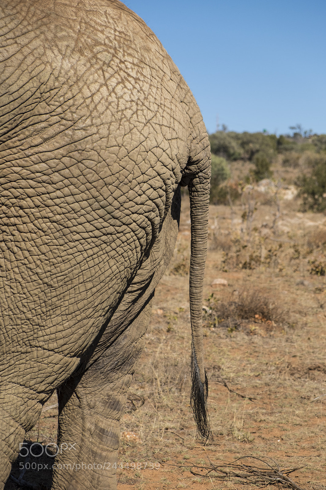 Fujifilm X-T1 sample photo. Elephants back photography